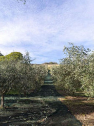 Frantoio Brignoni - Frantoio olive molitura e lavorazione olio a Corinaldo (1)