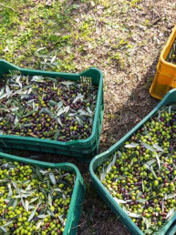 Frantoio Brignoni - Frantoio olive molitura e lavorazione olio a Corinaldo (2)