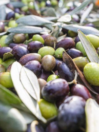 Frantoio Brignoni - Frantoio olive molitura e lavorazione olio a Corinaldo (3)