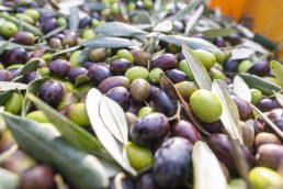 Frantoio Brignoni - Frantoio olive molitura e lavorazione olio a Corinaldo (3)