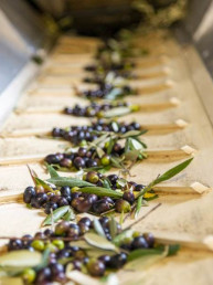 Frantoio Brignoni - Frantoio olive molitura e lavorazione olio a Corinaldo (5)
