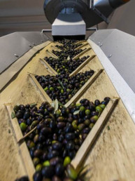 Frantoio Brignoni - Frantoio olive molitura e lavorazione olio a Corinaldo (9)