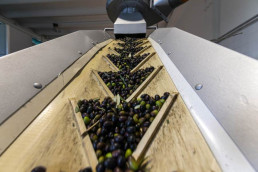 Frantoio Brignoni - Frantoio olive molitura e lavorazione olio a Corinaldo (9)
